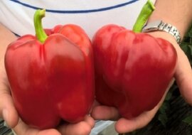 Moja babcia i mama zawsze dodawały do papryki proso: teraz też to robię i zbieram obfite plony