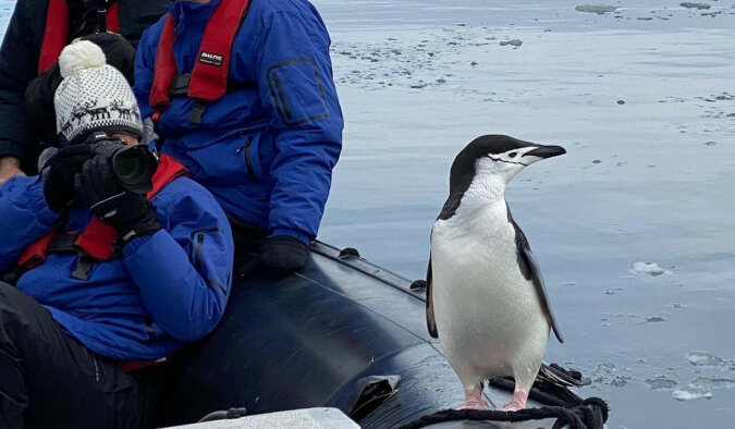 Odważny pingwin wskoczył do łodzi z turystami: wideo