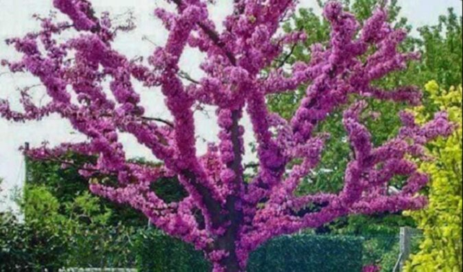 Cudownie piękne drzewo - Judaszowiec kanadyjski