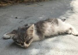 Prawie ślepego kotku, znalazła dziewczyna na ulicy, a tym samym uratowała mu życie. A teraz go nie poznać