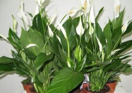 Przynoszą szczęście kwiaty doniczkowe. Które?