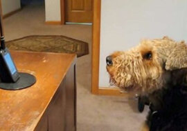 Pies bardzo tęsknił za matką i postanowił do niej zadzwonić. Wzruszająca rozmowa