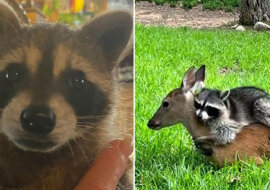 Uratowany szop i sarenka zostają najlepszymi przyjaciółmi