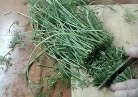 Nigdy nie wyrzucam twardych łodyg kopru. Przygotowuję z nich pachnącą przyprawę na zimę