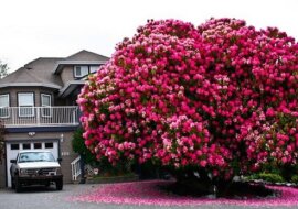 Zobacz galerię najpiękniejszych drzew świata