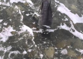 Pies uratował delfina, który utknął na mieliźnie