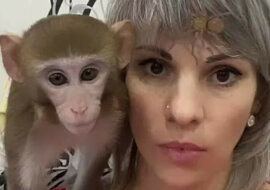 Reakcja małpy na fałszywego pająka rozbawiła widzów. Wideo