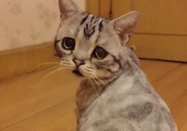 Czasami minuty ratują życie - sąsiadka uratowała kota przed uśpieniem, a on po 30 minutach podziękował jej