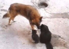 Kocia mama przyprowadziła swoje kocięta do zaprzyjaźnionego psa. Trudno sobie wyobrazić bardziej wzruszające spotkanie