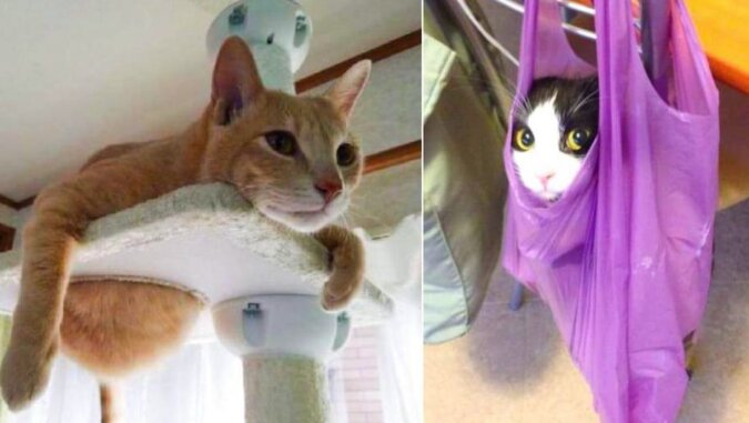 15 zabawnych zdjęć, które pomogą lepiej zrozumieć charakter kotów