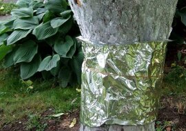 Jak pozbyć się mrówek i mszyc za pomocą zwykłej folii