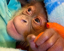 W amerykańskim Zoo urodził się niezwykle rzadki rodzaj ssaka naczelnego - orangutan