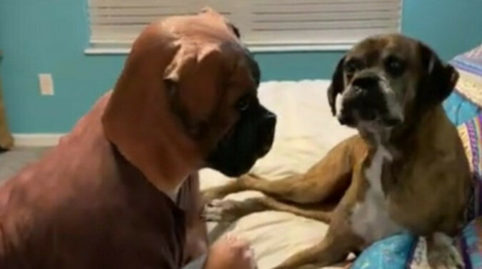 Właściciel z fantazją: mężczyzna w masce psa spotkał swoje zwierzaki – ich reakcja jest nieporównywalna