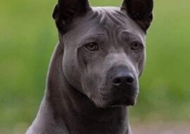 Poznaj skarb narodowy Tajlandii – tajski ridgeback