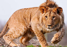 5 hybryd zwierząt, o istnieniu których mało kto wie