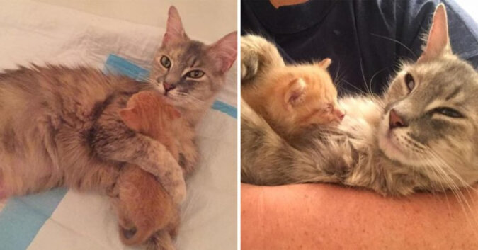 Pogrążona w żałobie kotka mama, która straciła swoje kocięta, ponownie znajduje szczęście w potrzebującym osieroconym kotku