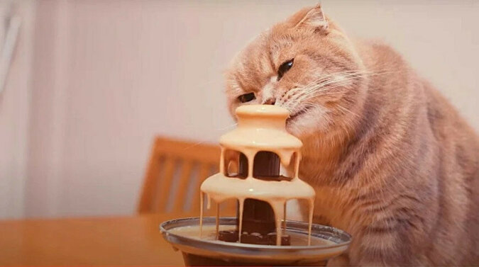 Właściciel przygotował dla swoich kotów fondue. Ich reakcja jest niesamowita. Wideo
