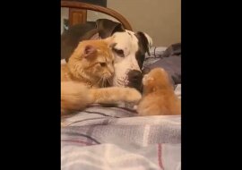 Mama-kotka przyprowadziła kotka na spotkanie z pitbullem. Wzruszające wideo