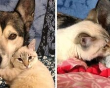 Kociak, który nie może chodzić, nauczył się jeździć na wózeczku i znalazł najlepszą mamę - husky