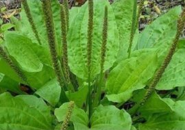 Jeśli w waszym ogrodzie rośnie ta roślina, możecie uważać się za szczęśliwców