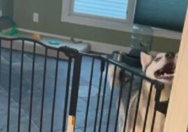 Głópkawy Husky sprawił, że użytkownicy śmiali się. Wideo