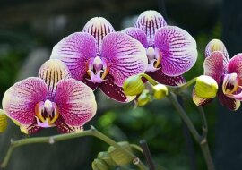 Storczyki zaczną kwitnąć gdy dodasz do nich czosnek. Efekty przekroczą oczekiwania