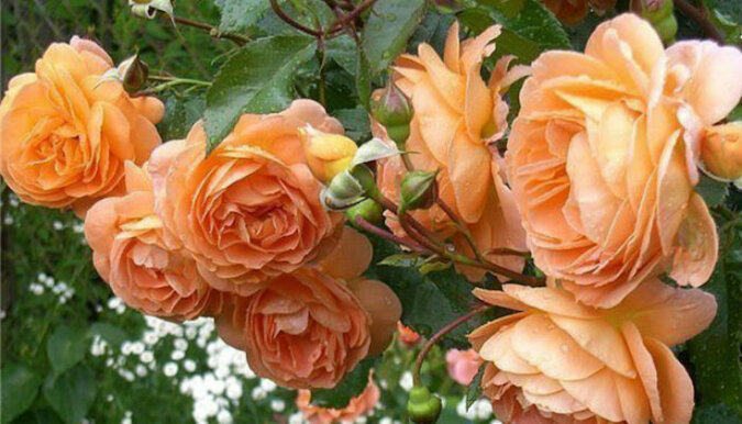 8 prostych sekretów uprawy róż w ogrodzie