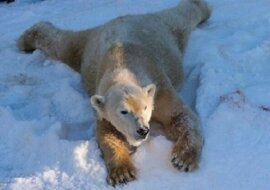 Niesamowita reakcja niedźwiedzi polarnych na śnieg. Do Zoo w San Diego przywieziono 26 ton śniegu