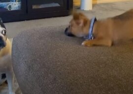 Groźny szczeniak „zbeształ” swojego tchórzliwego kolegę