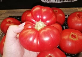 Jak zachować świeże pomidory aż do Nowego Roku