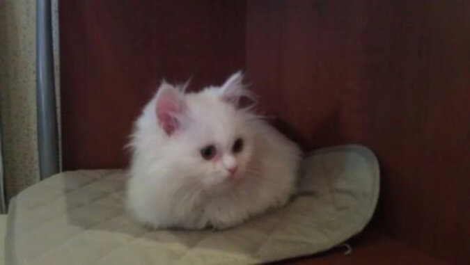 Kociak perski został przywieziony na eutanazję. Przyczyna - krzywe przednie łapy