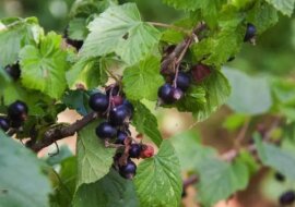 5 częstych błędów w pielęgnacji krzewów porzeczek po zbiorach