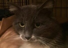 Kot siedział na ulicy i marzł, a obok leżała kartka: „Nie ruszaj kota!”