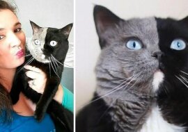 Dwulicowy kot Narnia został ojcem, a genetyka ponownie wszystkich zaskoczyła: oto zdjęcia nietypowych kociąt