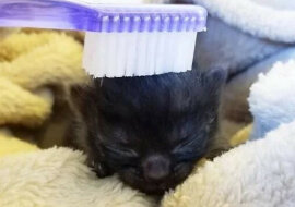 Ludzie uratowali małego kociaka ważącego zaledwie 50 gramów