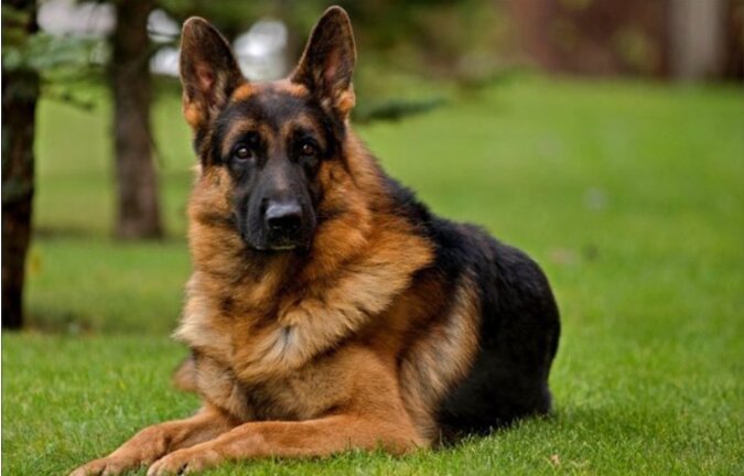 Psy nie wierzą w zdradę: pies Azor po półtora roku rozpoznał właścicieli, którzy go porzucili
