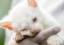 Unikalny na świecie: albinos jaguarundi