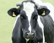W Holandii krowy żwawo wybiegły na dwór pierwszy raz po zimie i wróciły do stodoły. Jest zimno