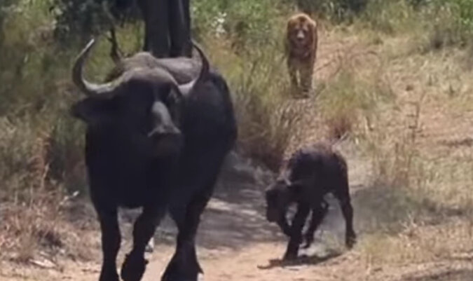 Turyści sfilmowali jak bawół chronił swoje młode przed lampartem i lwem. Wideo