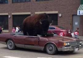 Zgadnij kraj na podstawie jednego zdjęcia: Kanada