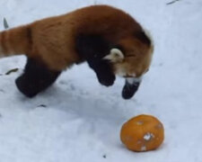 Panda czerwona bawi się dynią na śniegu