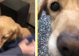 Mężczyzna znalazł rano w domu bezdomnego psa