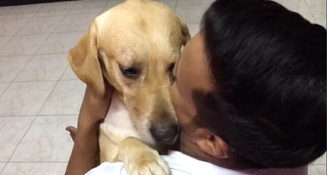Pies wrócił po operacji. Zobacz wzruszający film i jego radość ze spotkania z właścicielem