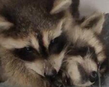 „Wielka siostra” opiekuje się pustym bratem szopuem. Wideo