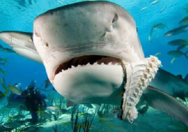 Zaskakujące jest to, że rekiny boją się delfinów. Oto dlaczego