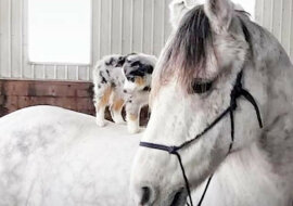 Owczarek Robin jeździ konno i świetnie się czuje w siodle