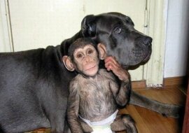 Ten maluszek został porzucony przez niedbałą matkę, ale niespodziewanie został „adoptowany” przez psa