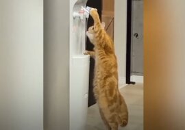 Kot znalazł niezwykły sposób, aby ugasić pragnienie. Internauci są zachwyceni jego inteligencją