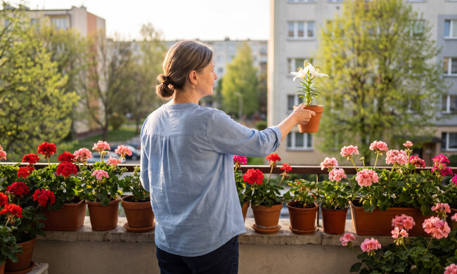 Mąż odszedł do młodszej dwa lata temu. W sobotę stał pod moimi drzwiami z walizką i lilią w doniczce - "twoją ulubioną". Ja lubię pelargonie. Lilie lubiła ona