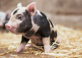 Tresura inteligentnej świni zachwyciła użytkowników. Wideo